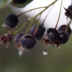 Muchovník jelšolistý (Amelanchier alnifolia) ´SMOKY´ výška: 40-60 cm, kont. C1L